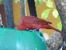 Summer tanager 3