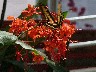 Swallow tailed butterfly