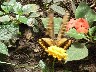 Swallow tailed yellow butterfly