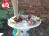 Tray with sweet food and several butterflies eating