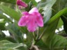 Flower shrub pink