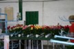 A selection of roses