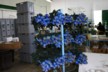Dyed blue tinselled roses for Christmas