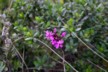 Orchid