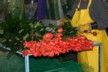 Perfect roses