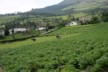 Potato farming