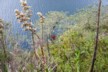 Puya and a terrestrial bromeliad