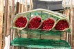 Recently picked roses