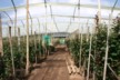 Rose farm in growing area