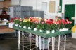 Rose selections for export