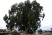The eucalyptus tree at the equator