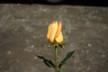 The rose given to Jane