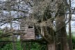 Tree house at the old mill