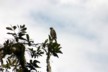 A hawk by the side of the road