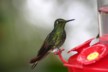 A mountain velvebreast humming bird