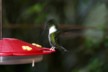 A wedge-billed humming bird
