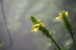 Acanthus