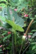Antherium
