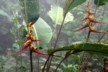 Birds of paradise