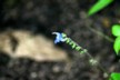 Blue flower