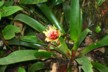 Bromeliad 2