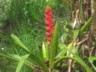Bromeliad 3