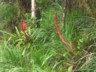 Bromeliads