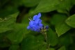 Cloud forest blue flower
