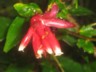 Cloudforest - Ericatious family