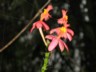 Cloudforest - another red flower