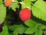 Cloudforest - blackberries