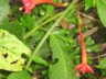 Cloudforest - fuschia 2