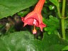 Cloudforest - fuscia 3