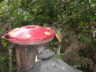 Cloudforest - humming bird bee type