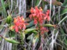 Cloudforest - orchid
