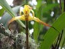 Cloudforest - orchid 2