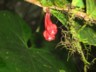 Cloudforest - red flower again