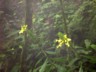 Cloudforest Acanthus