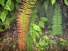 Cloudforest ferns