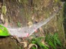 Cloudforest spiders