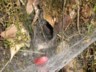 Cloudforest spiders nest