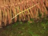 Cloudforest stick insect