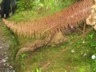 Cloudforest stick insect on gunnera