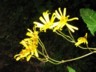 Cloudforest sunflower 2