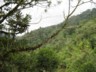 Cloudforest trees