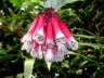 Cloudforest tutu flower