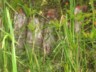 Cloudforest umbrella grass