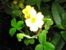 Cloudforest yellow flower
