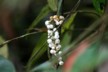 Coffee berries
