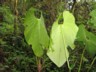 Elephants ears
